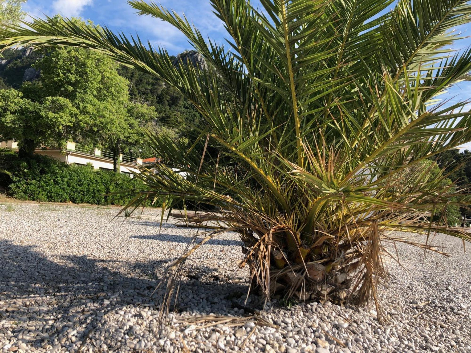 Villa Sabine Apartment Losinj Medveja Exterior foto